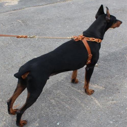 Twist leather harness I type(Big dog)